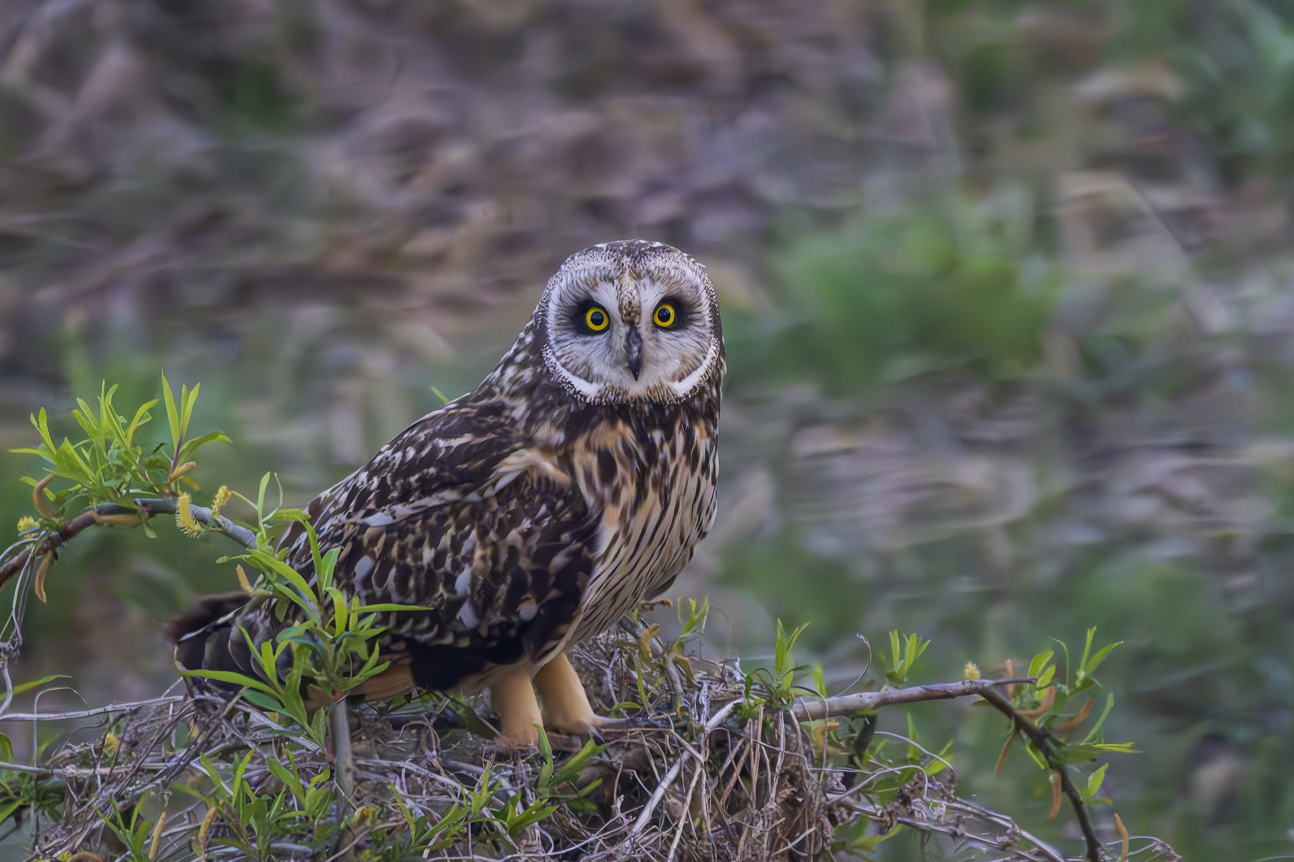 DSC_8454-향상됨-NR 복사.jpg1.jpg