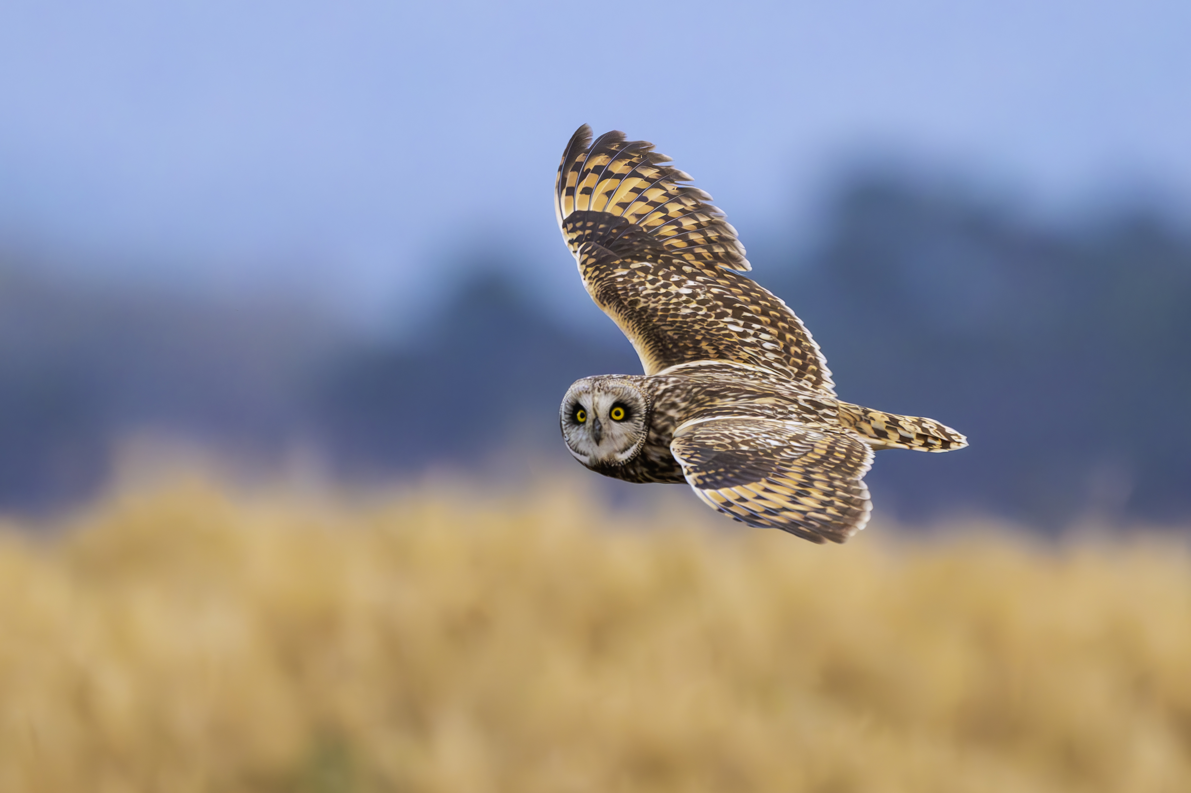 DSC_7154-향상됨-NR 복사.jpg1.jpg