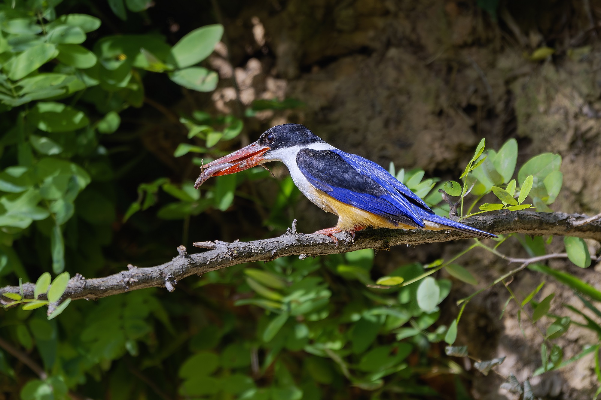 DSC_8472-향상됨-NR 복사.jpg1.jpg