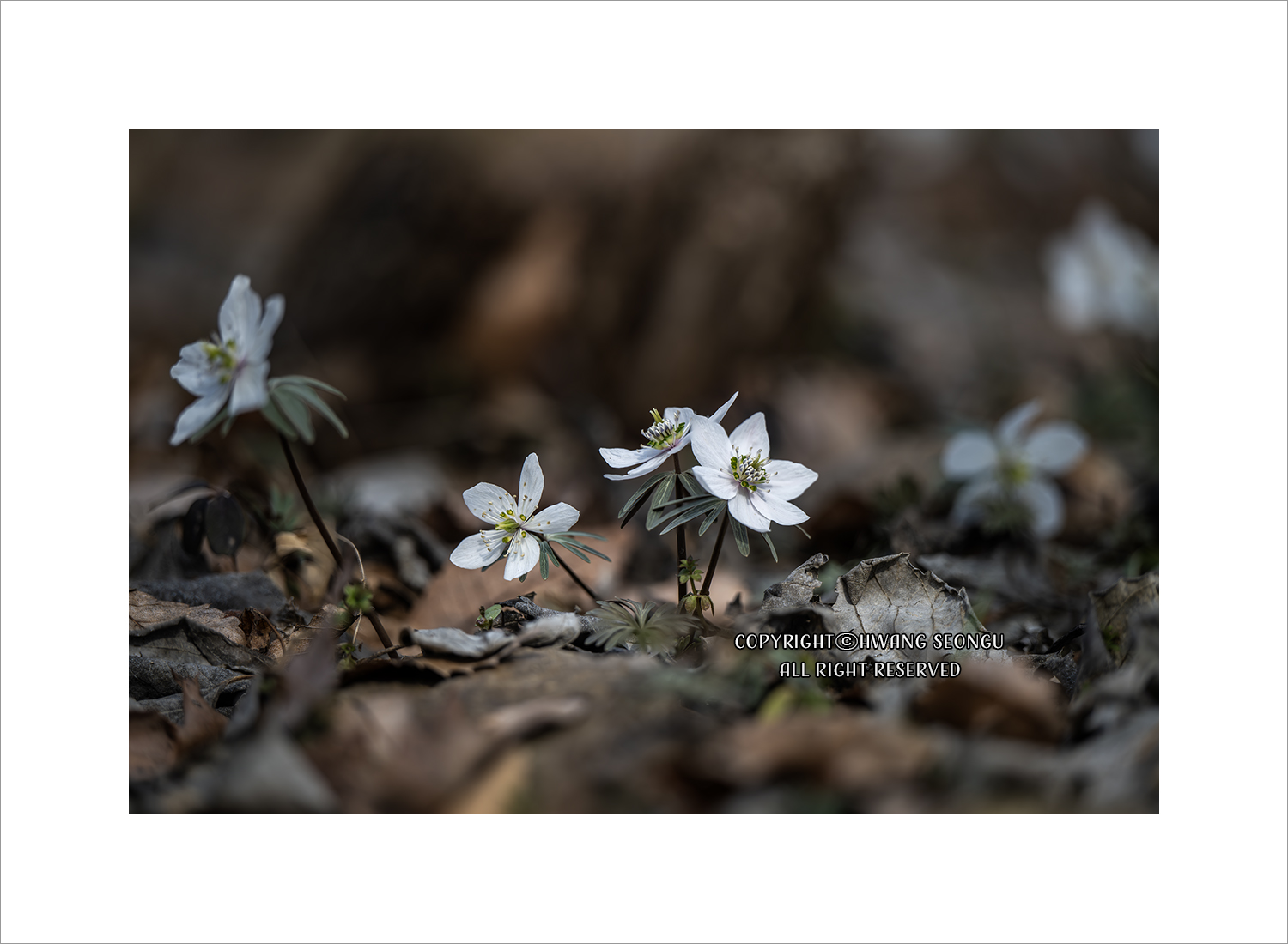 내변산 바람꽃03c.jpg