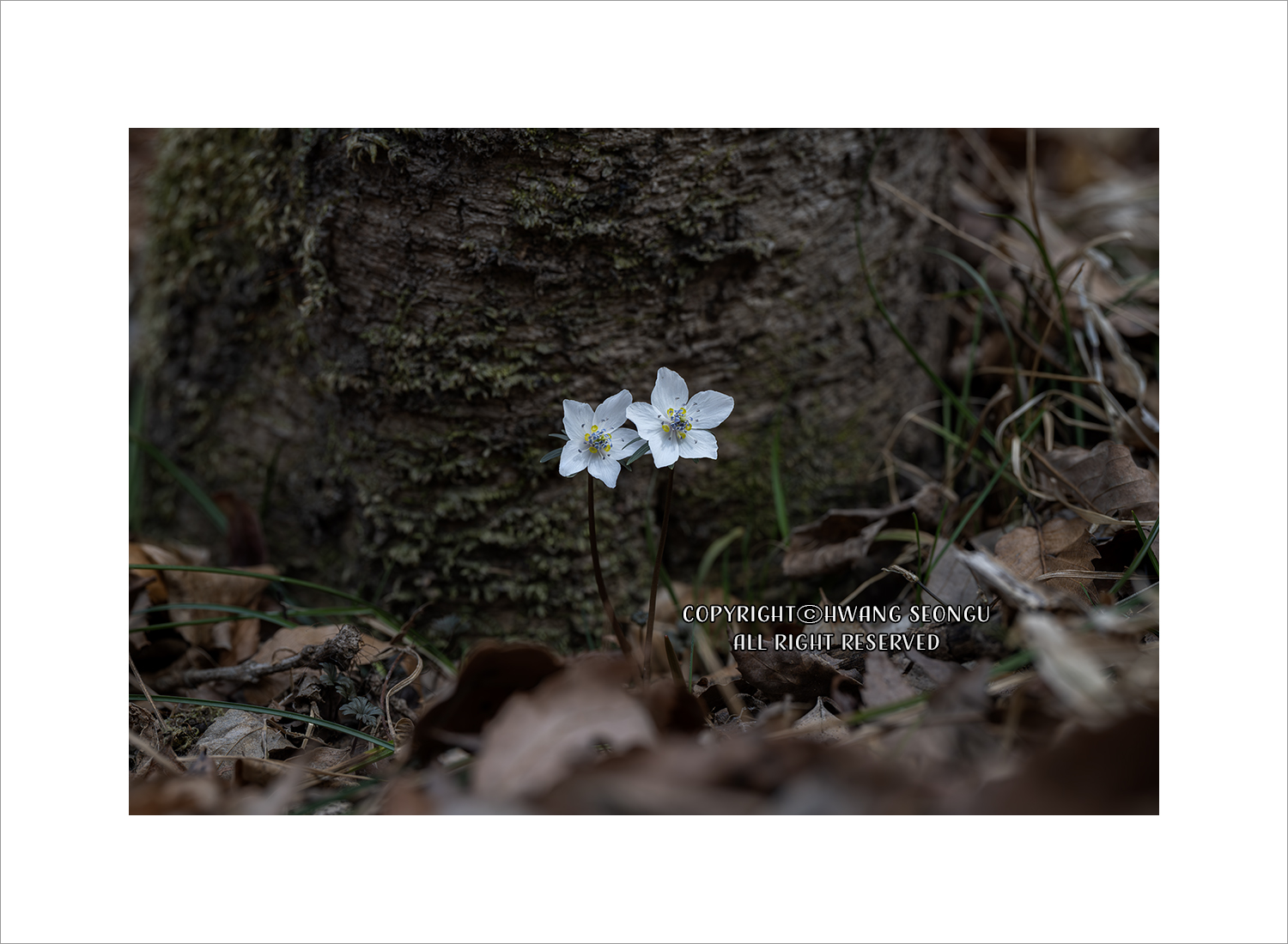 내변산 바람꽃06c.jpg