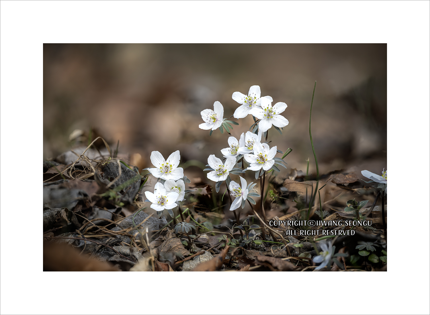 내변산 바람꽃08c.jpg