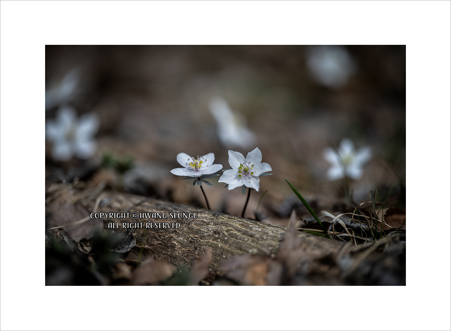 내변산 바람꽃07c.jpg