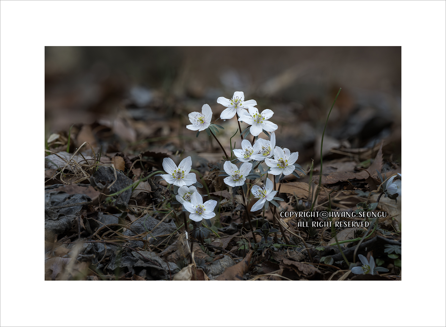 내변산 바람꽃04c.jpg