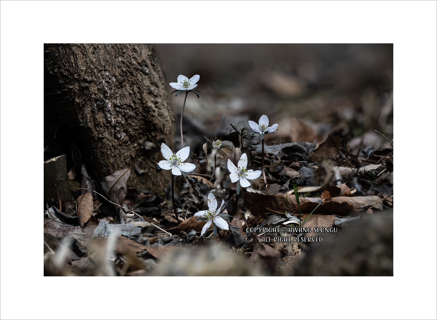 내변산 바람꽃02c.jpg