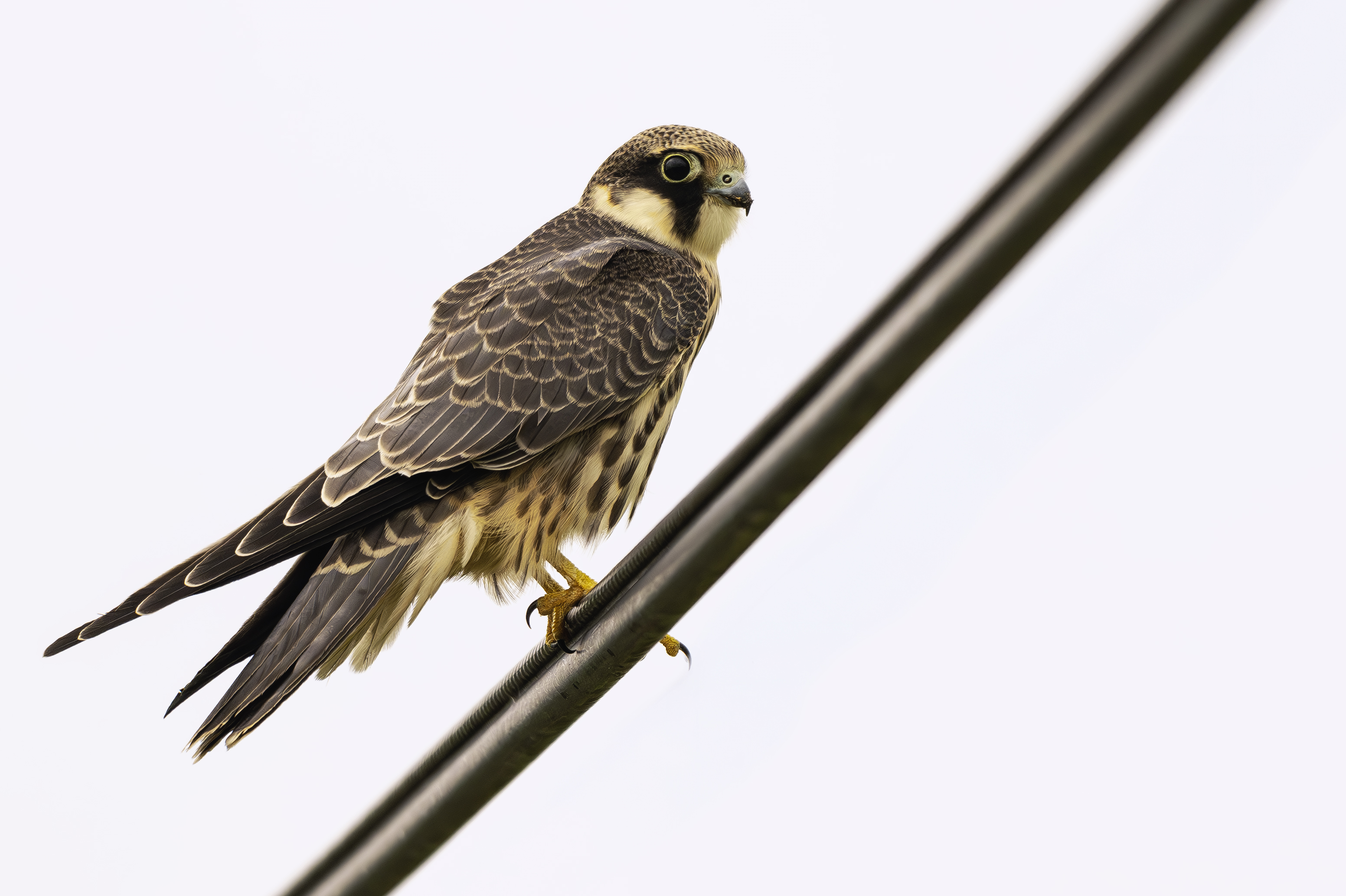 DSC_3999-향상됨-NR 복사.jpg