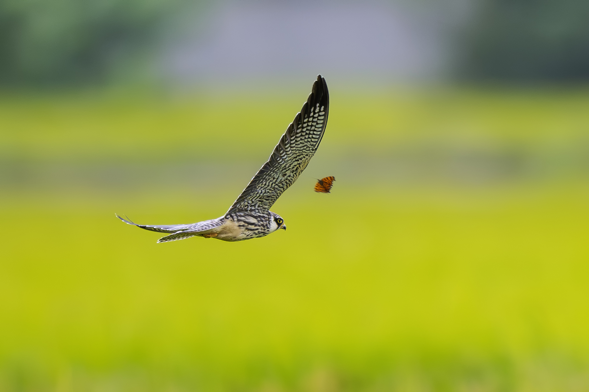 DSC_4155-향상됨-NR 복사.jpg