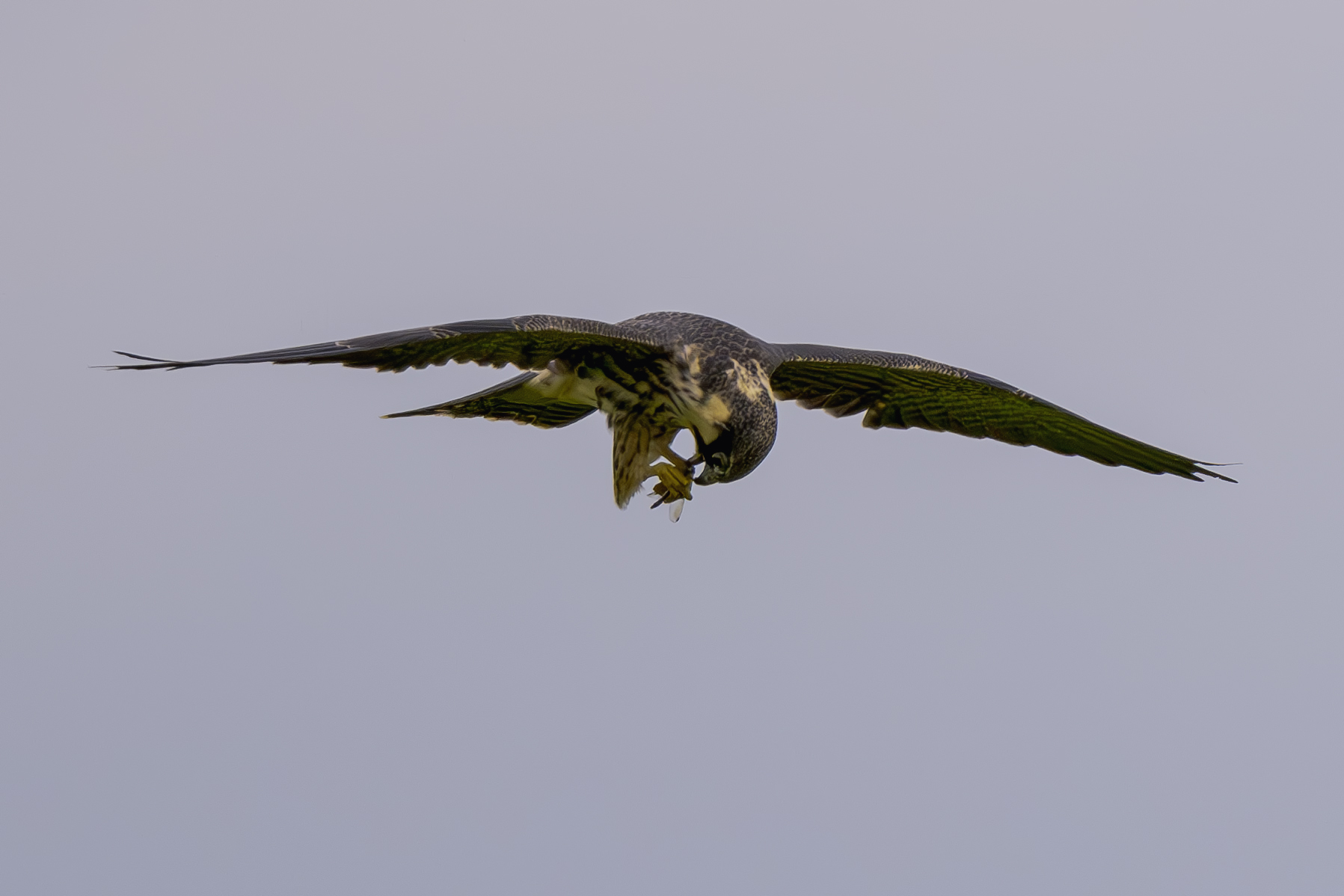 DSC_4104-향상됨-NR 복사.jpg