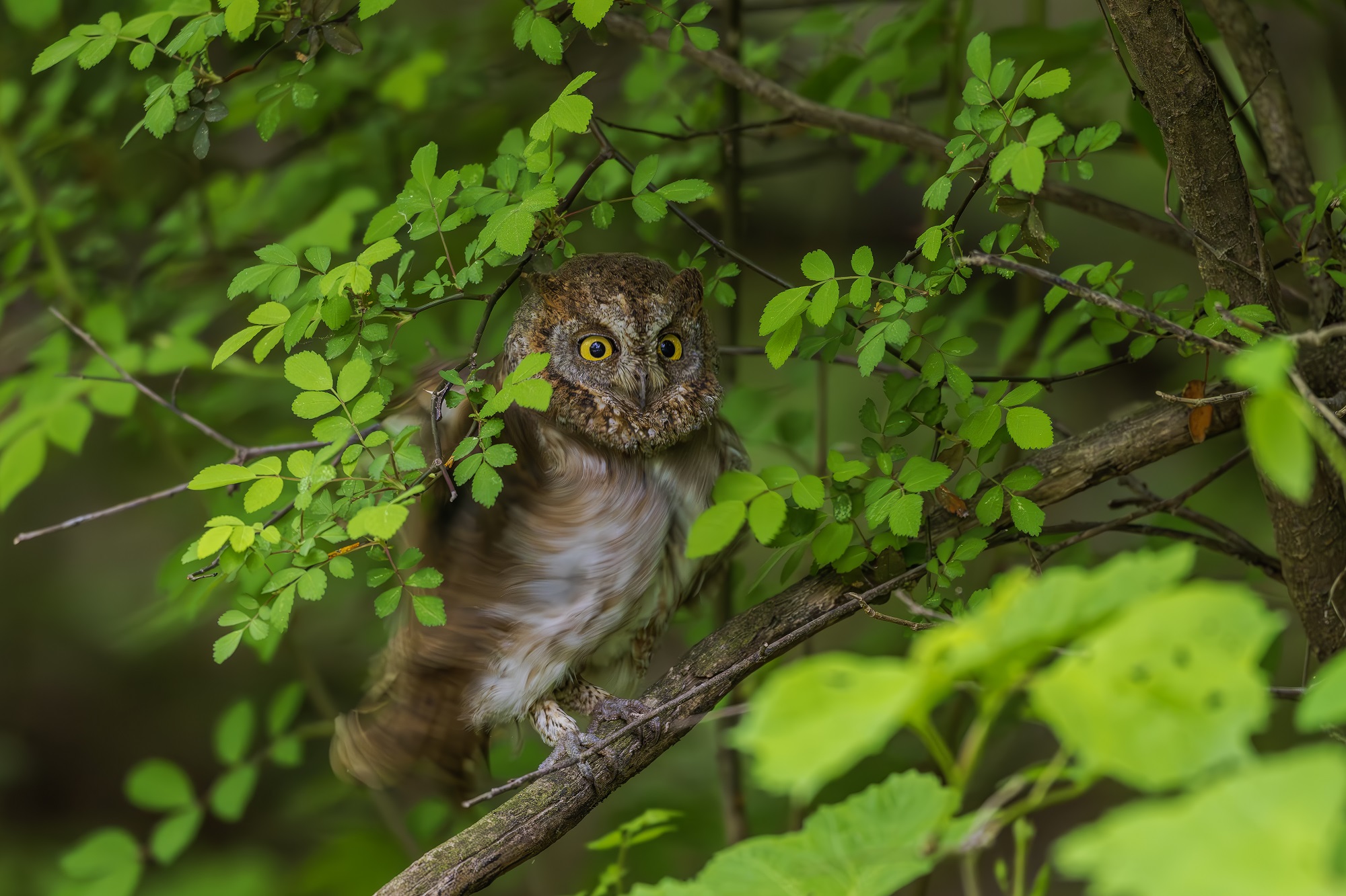 DSC_3409-향상됨-NR 복사.jpg