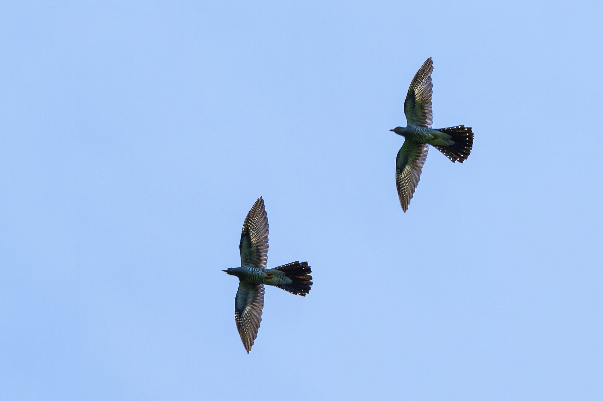 DSC_4737-향상됨-NR 복사.jpg