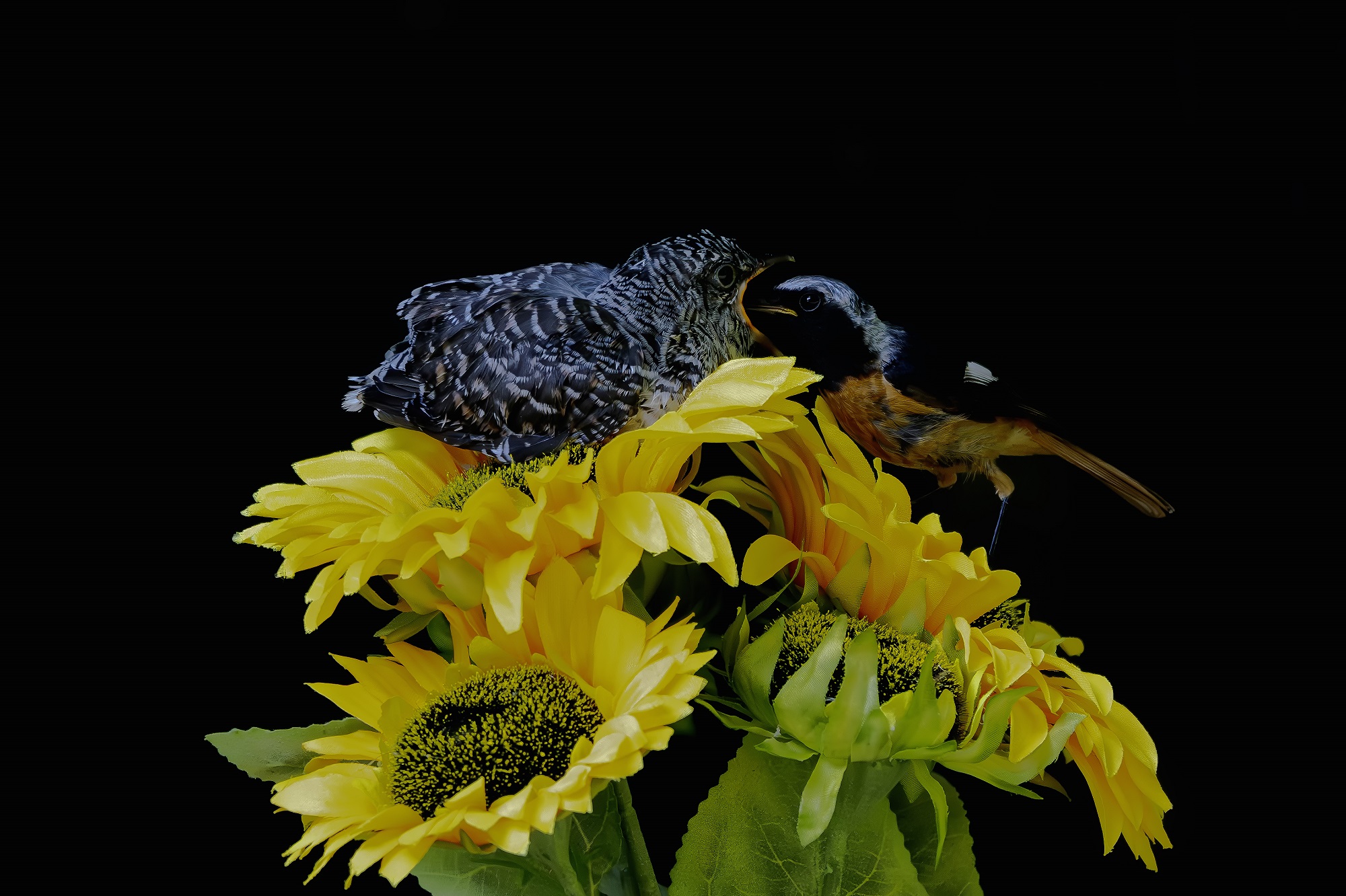 DSC_1326-향상됨-NR 복사.jpg