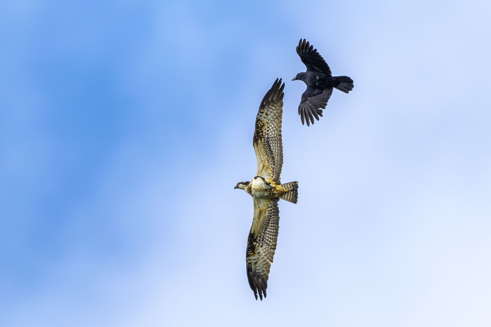 DSC_9296-향상됨-NR 복사.jpg