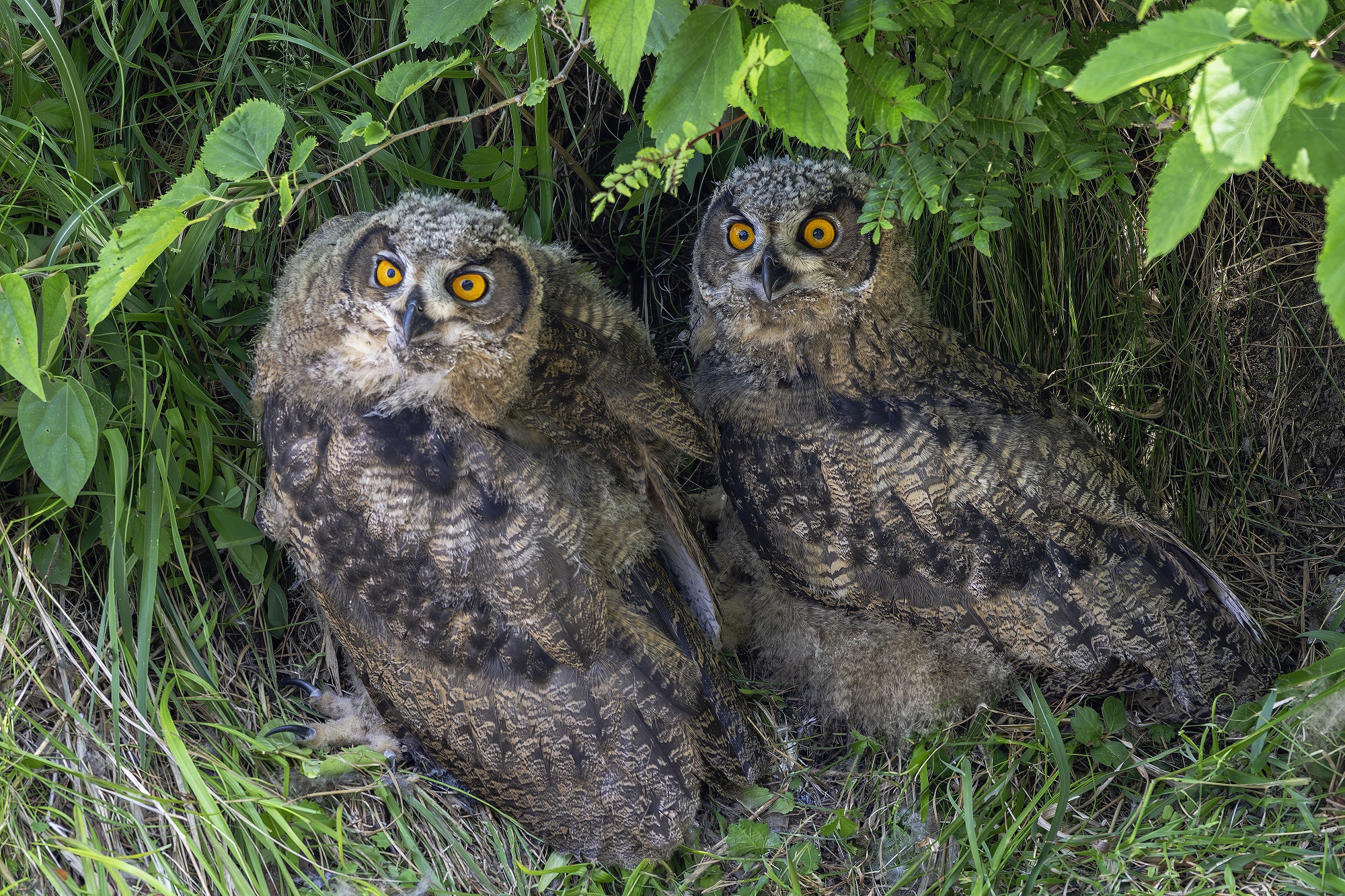 DSC_7967-향상됨-NR 복사.jpg