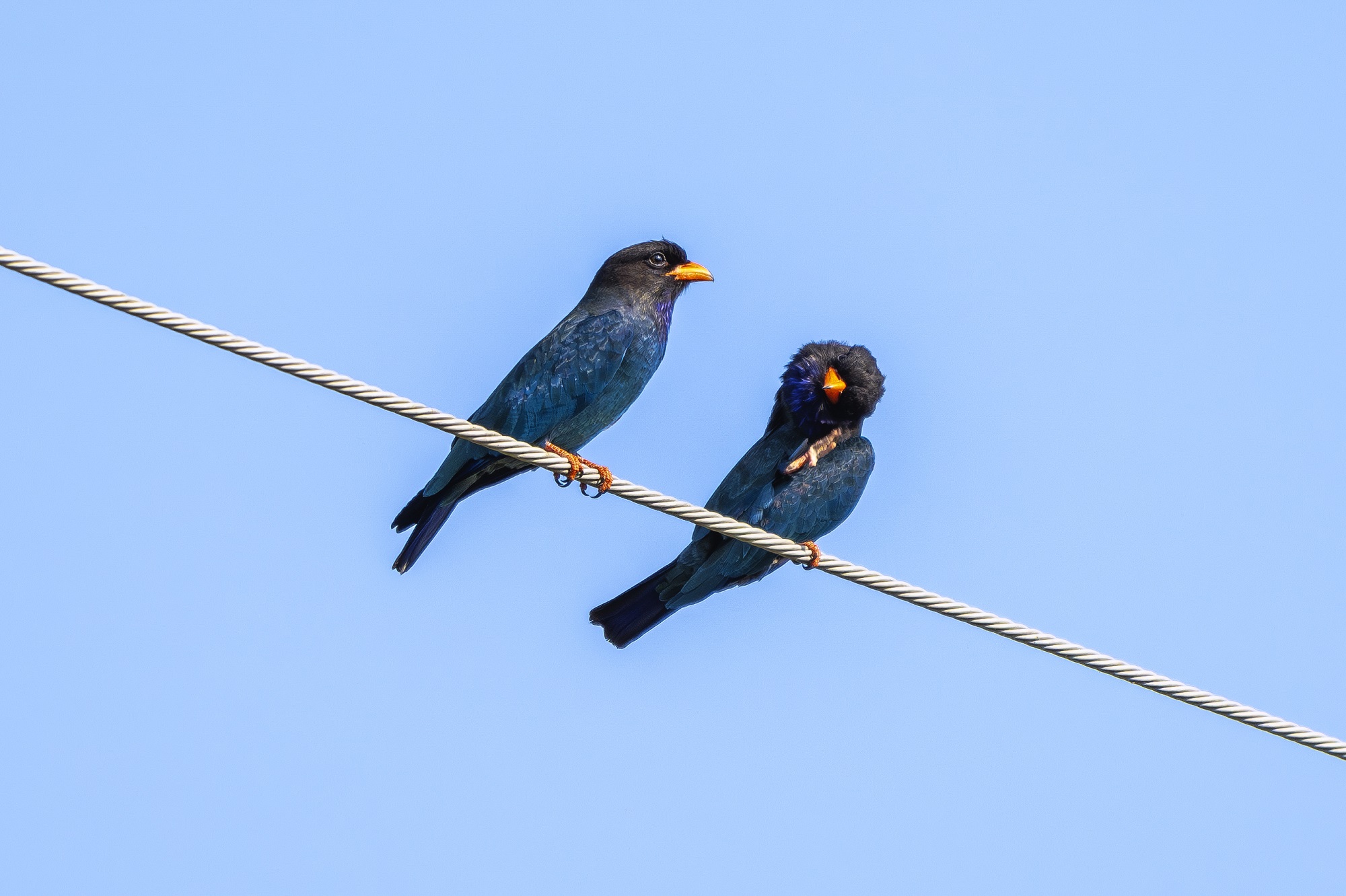 DSC_3035-향상됨-NR 복사.jpg