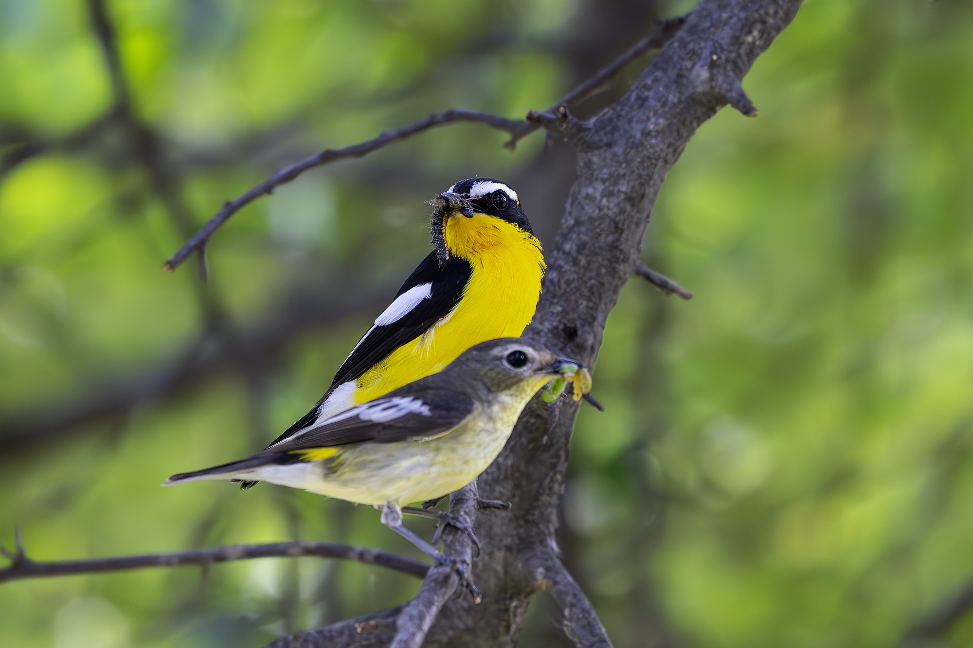 DSC_5012-향상됨-NR 복사.jpg