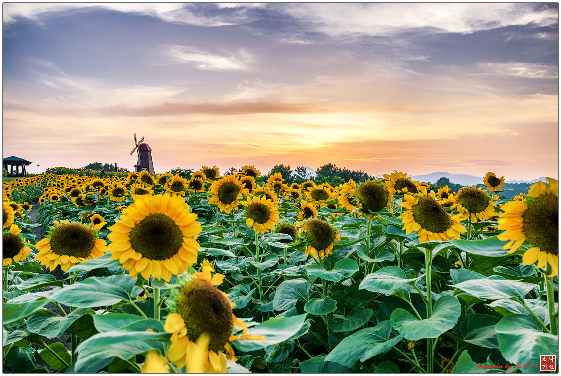 해바라기 복사.jpg