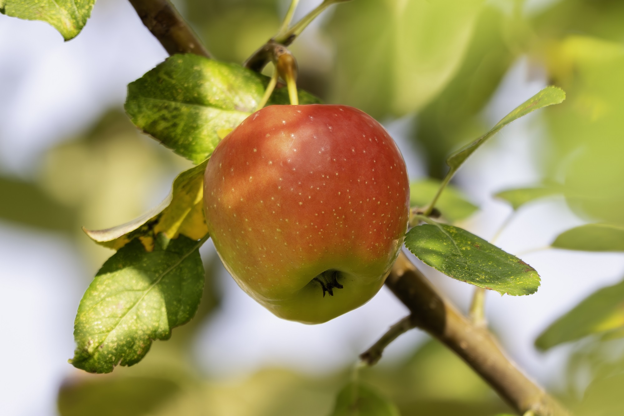 DSC_2524-향상됨-NR 복사.jpg1.jpg