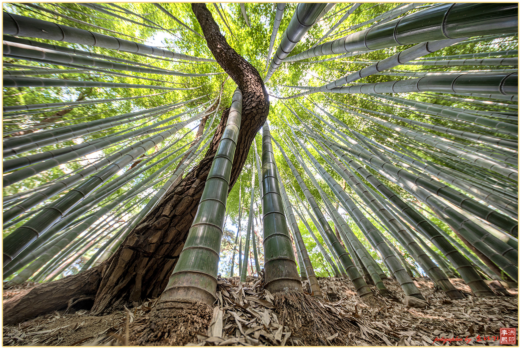 고창읍성 맹종죽림.jpg