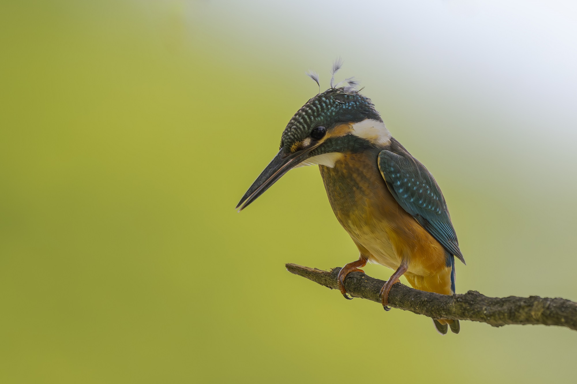 DSC_7065-향상됨-NR 복사.jpg