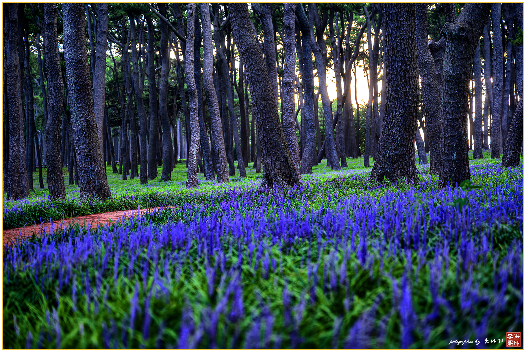 대왕암 맥문동.jpg