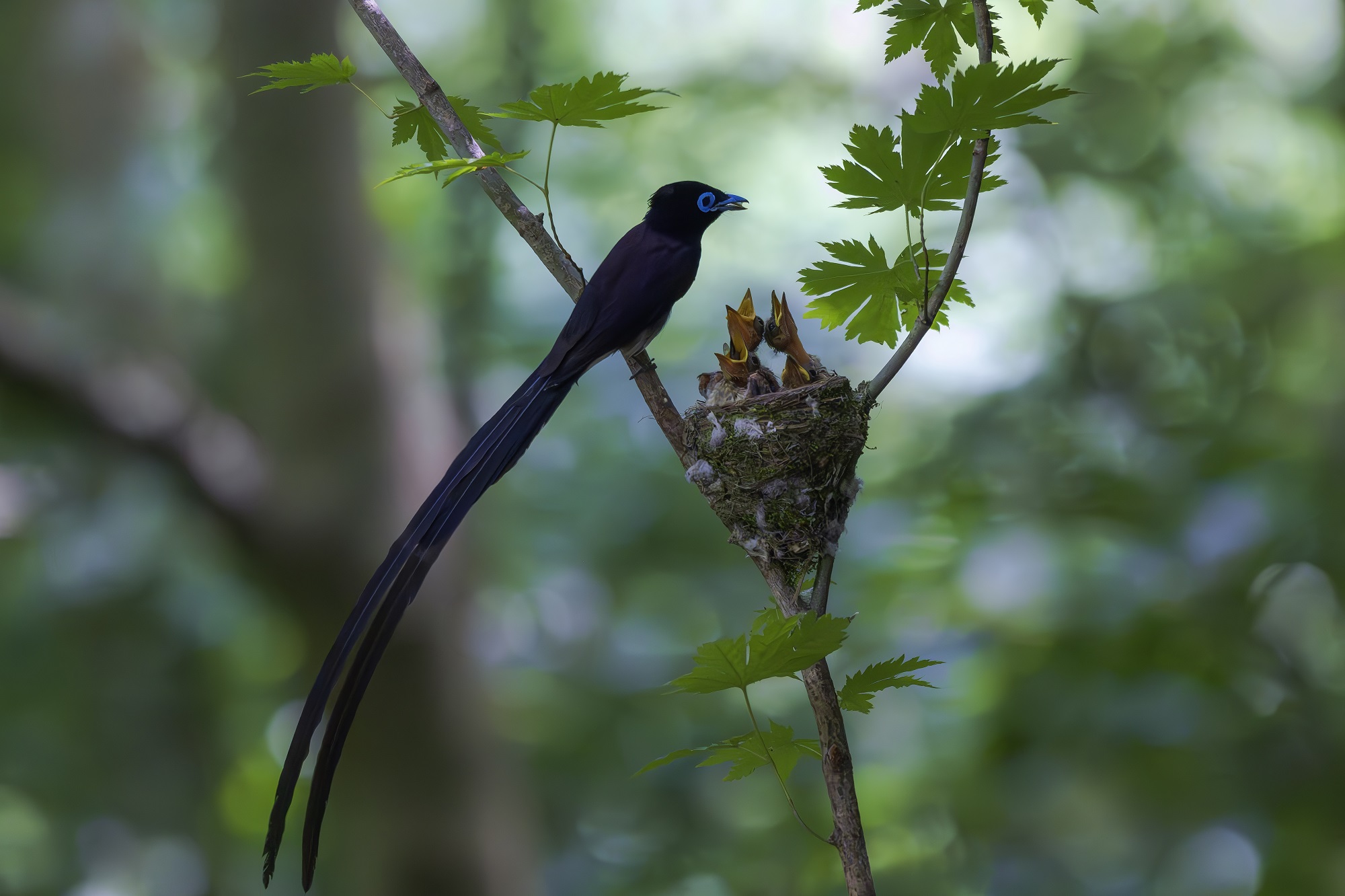 DSC_9456-향상됨-NR 복사.jpg