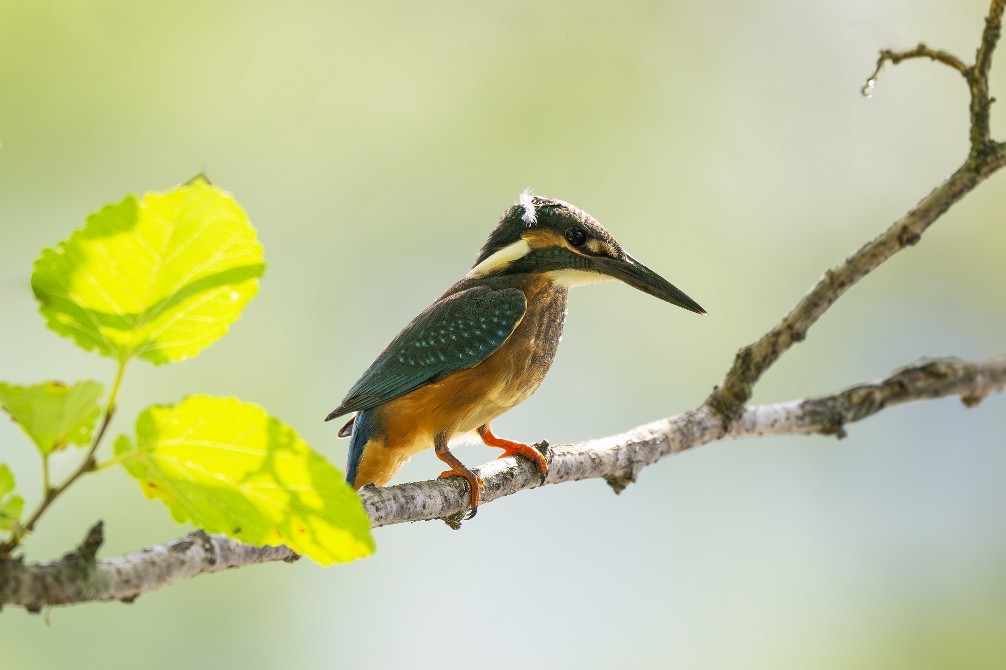 DSC_7085-향상됨-NR 복사.jpg1.jpg