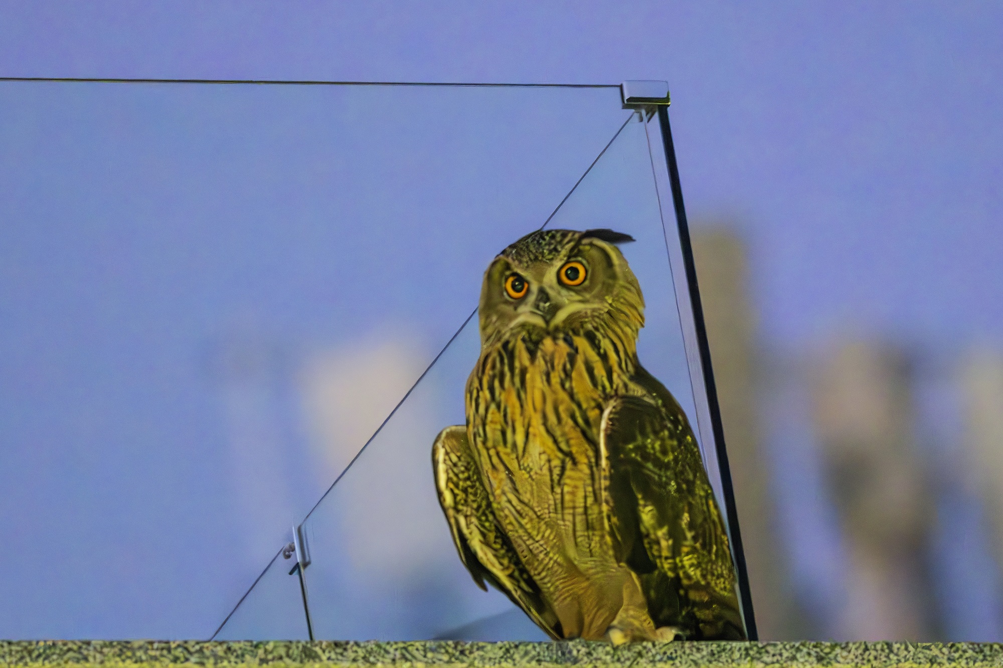 DSC_5810-향상됨-NR 복사.jpg