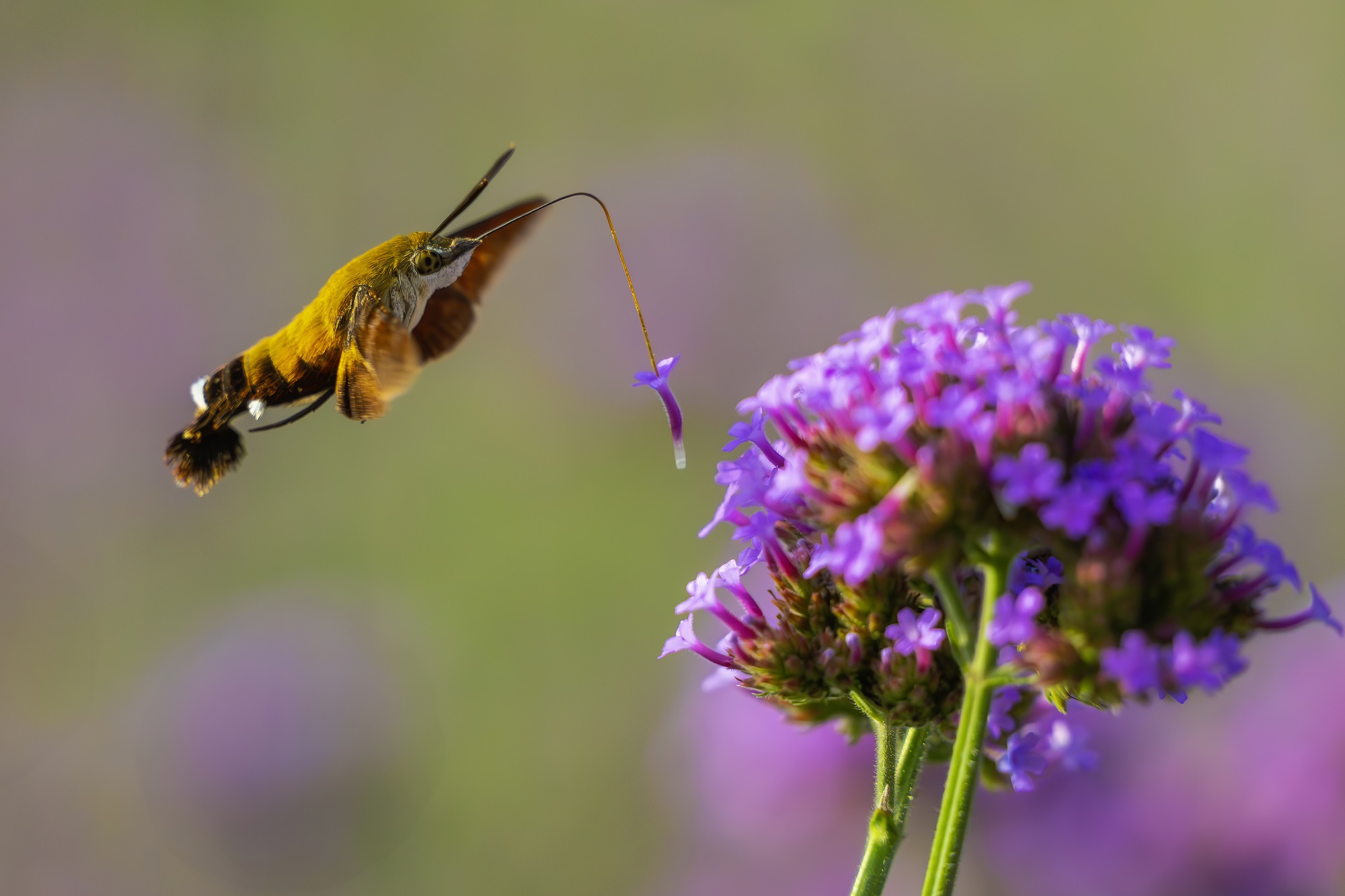 DSC_5678-향상됨-NR 복사.jpg