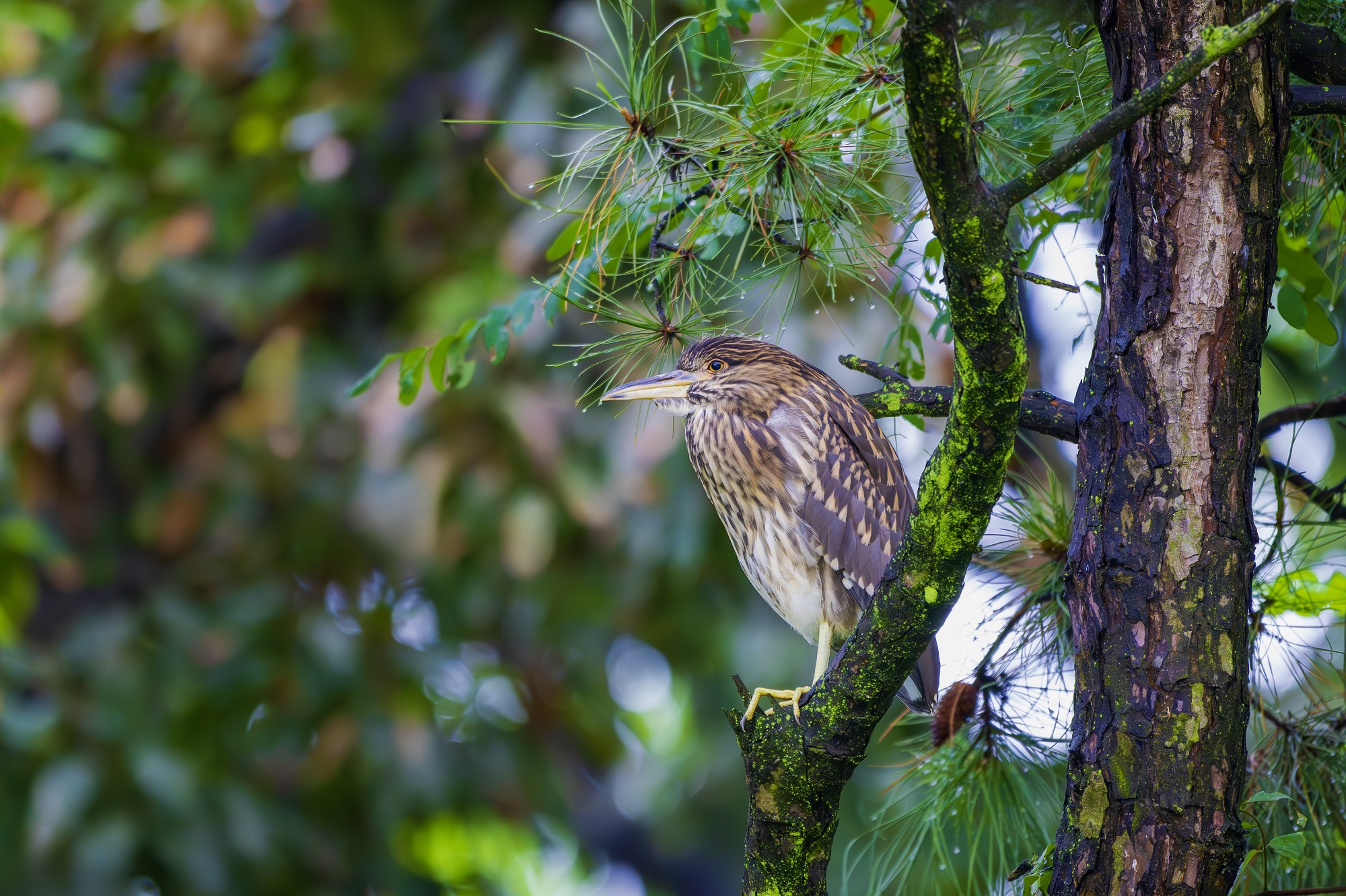 DSC_2036-향상됨-NR 복사.jpg