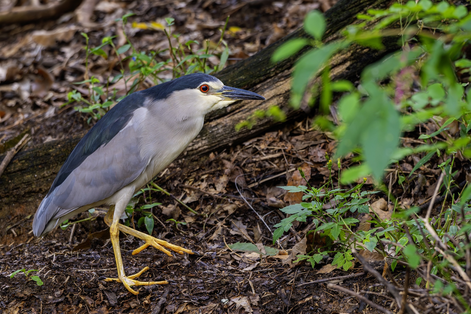 DSC_2312-향상됨-NR 복사.jpg
