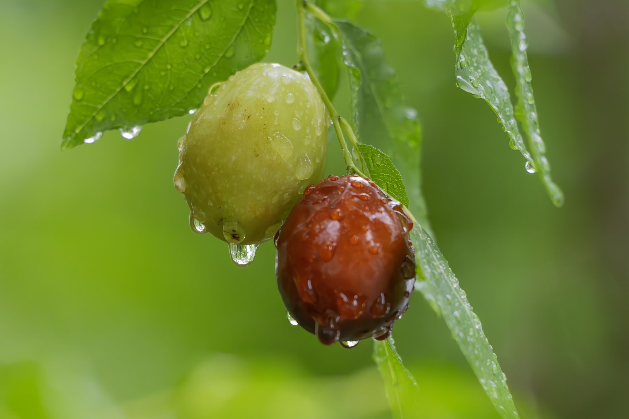 DSC_2700-향상됨-NR 복사.jpg1.jpg