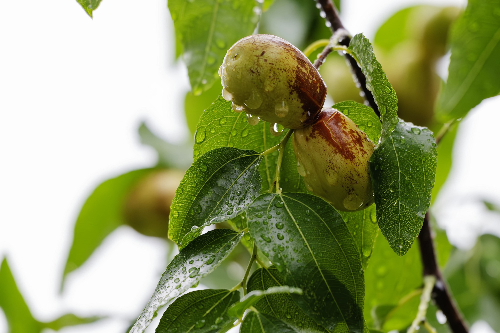 DSC_2858-향상됨-NR 복사.jpg