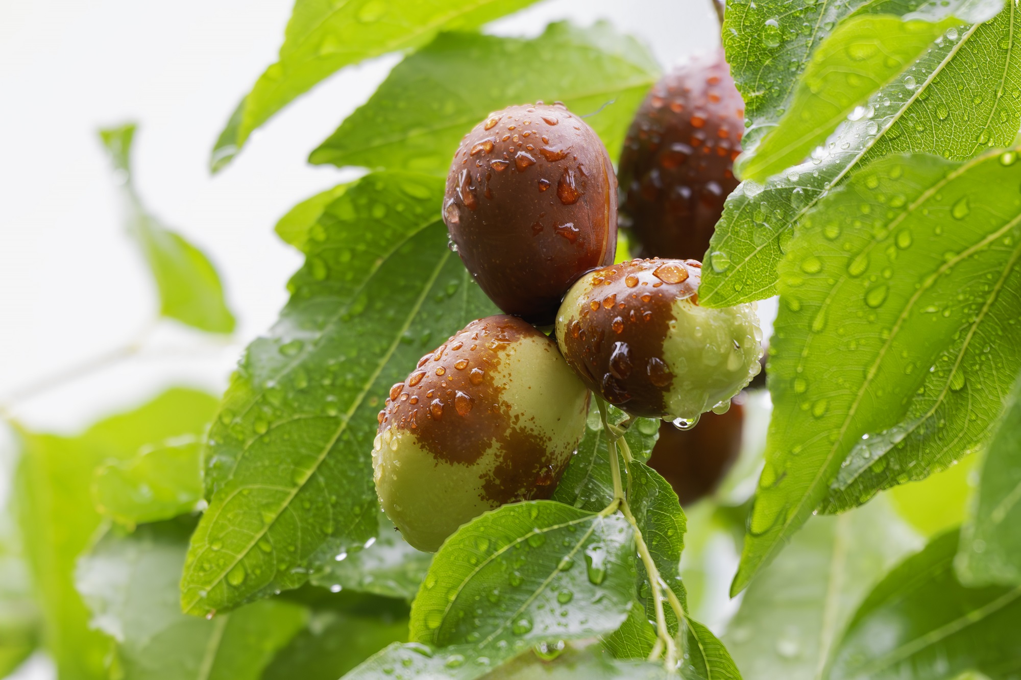 DSC_2843-향상됨-NR 복사.jpg2.jpg