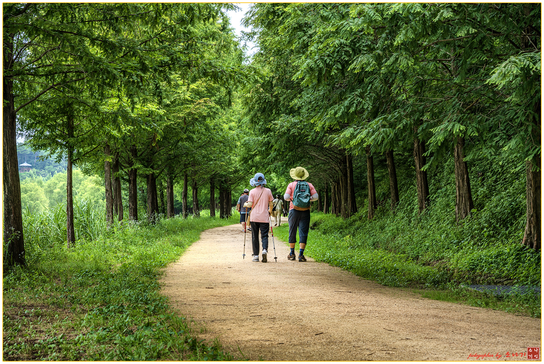 메타 세콰이어길.jpg