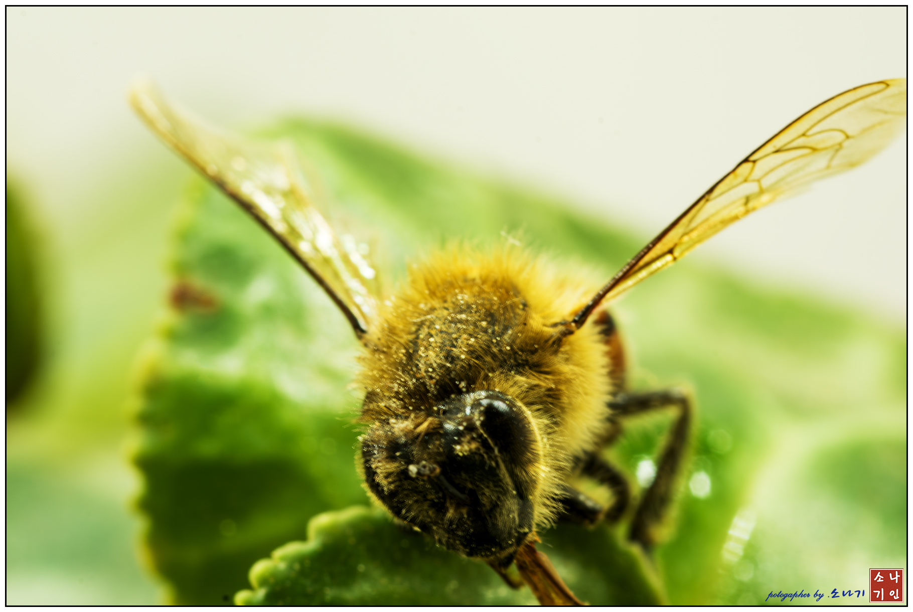 벌.jpg