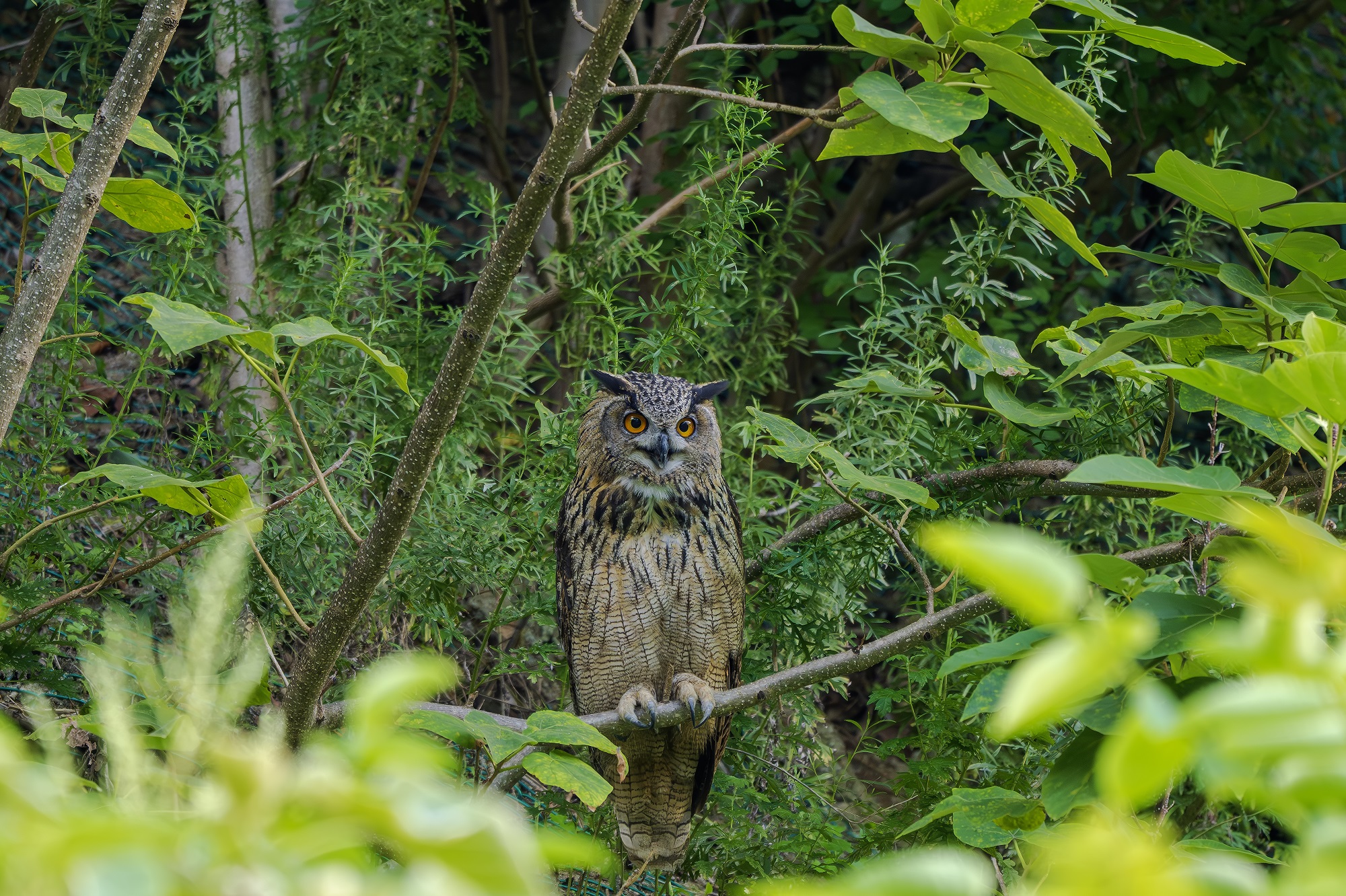 DSC_4224-향상됨-NR 복사.jpg